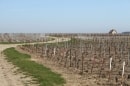 vignes champenoises entre vers Mareuil-le-Port